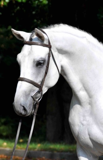 Daventry Equine Appraisal Services